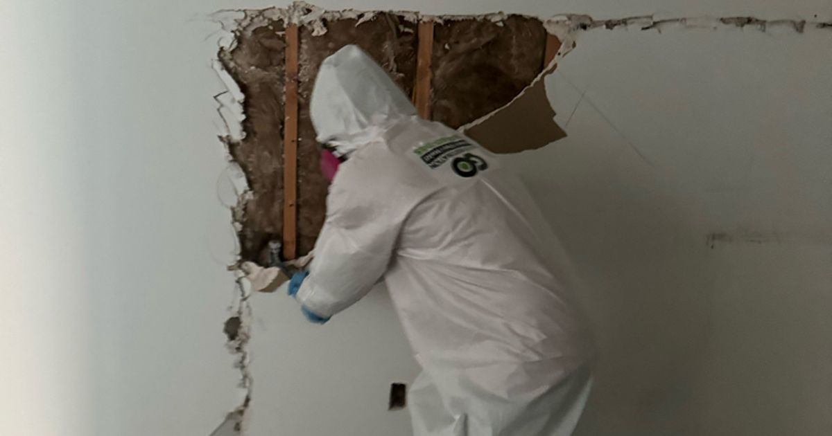 mold restoration work by Go Green Restoration